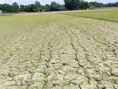 Pratapgarh: प्रतापगढ़ में बारिश न होने पर सूखे जैसे हालात, किसान धान की खेती करने के लिए परेशान