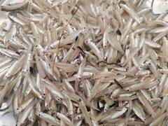 Chiramenu Fish in Godavari Floods : సీజన్ లో పులస తర్వాత అంతటి ఫేమస్ ఇదే | ABP Desam