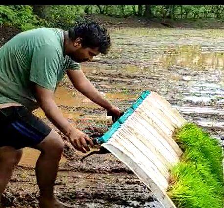 कोकणातील शेतकरी भात लागवडीच्या कामात व्यस्त