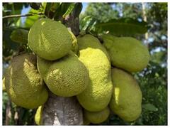 Health Benefits Of Raw Kathal: पका नहीं बल्कि कच्चा कटहल भी है सेहत के लिए कई तरह से फायदेमंद, इसलिए आज से ही डाइट में करें शामिल