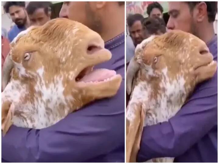Video Of Goat Hugs Owner And Cries Like Human Goes Viral Goat Hugs Owner: యజమానిని హత్తుకుని మనిషిలా ఏడ్చేసిన మేక, అతడికి మనసు లేదా?