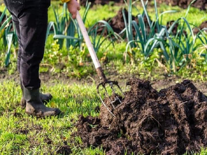 cultivation Green fertilizer Manure to improve soil health along with crop quality Green Fertilizer: कैमिकल फर्टिलाइजर से भी ज्यादा सस्ती और पावरफुल है ये वाली खाद, मिट्टी के साथ सुधारेगी फसल की क्वालिटी
