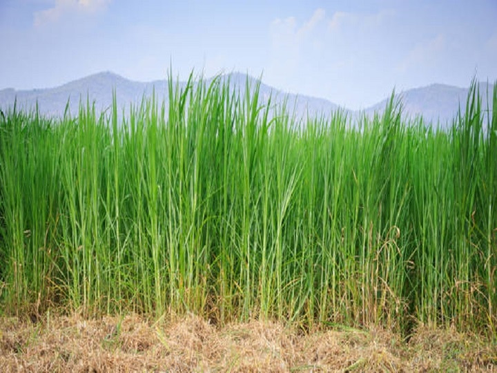 Green Fodder: गन्ने की तरह दिखने वाली ये घास बढ़ायेगी किसानों की आमदनी, जानिये इस बेहतरीन पशु चारे को उगाने का तरीका