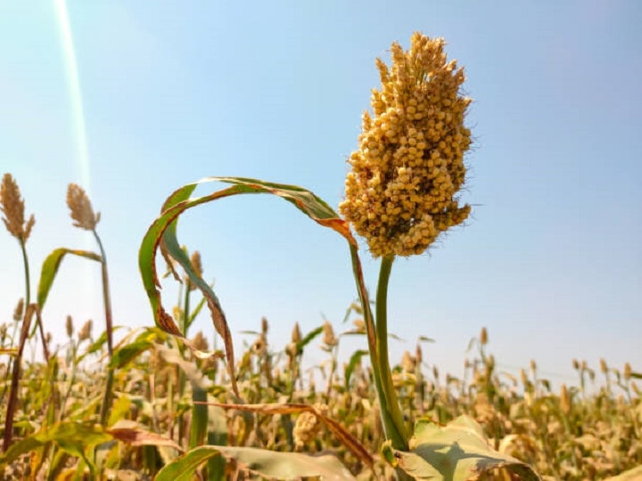 Crop Management: ज्वार की फसल में कीड़ों की दावत न हो जाये, बरसात में इस तरीके से करें फसल प्रबंधन के काम