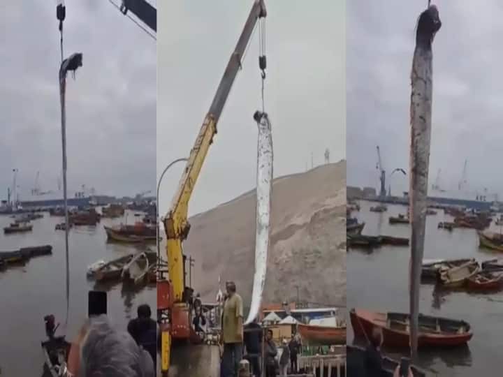 Fishermen catch 16-foot-long deep sea creature - watch video Watch video : இந்த மீன் கிடைச்சா சுனாமி வருமே! 16 அடி நீள மீனால் அச்சப்படும் உள்ளூர் மக்கள்! வைரல் வீடியோ!