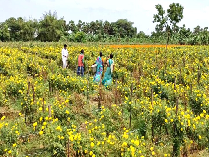 மயிலாடுதுறை: சாமந்திப்பூவிற்கு விளைச்சல் இருந்தும் விலையில்லை - கொள்ளிடம் விவசாயிகள் வேதனை!