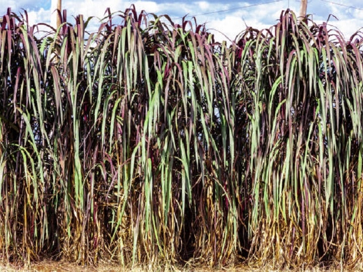 Green Fodder: गन्ने की तरह दिखने वाली ये घास बढ़ायेगी किसानों की आमदनी, जानिये इस बेहतरीन पशु चारे को उगाने का तरीका