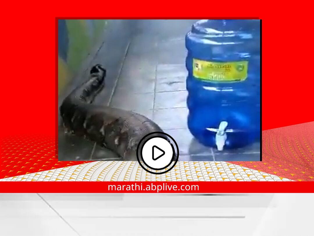 Trending Video : घरात महाकाय अजगर शिरला, अन्... पुढे काय झालं? पाहा व्हायरल व्हिडीओ big python entering in house close up video viral on social media Trending Video : घरात महाकाय अजगर शिरला, अन्... पुढे काय झालं? पाहा व्हायरल व्हिडीओ