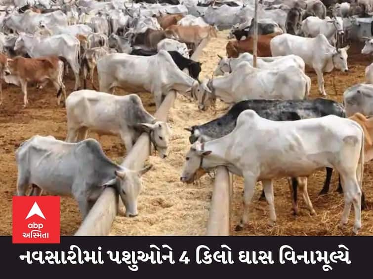 Gujarat Rain Gujarat government will provide maximum 4 kg fodder per 5 animals free of charge in Navsari district NAVSARI : નવસારીના પશુપાલકો માટે ગુજરાત સરકારનો મોટો નિર્ણય, મહત્તમ 5 પશુદીઠ 4  કિલો સૂકુંઘાસ વિનામૂલ્યે અપાશે