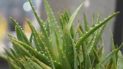 Aloe Vera: চুল-ত্বকের সমস্যার সমাধান থেকে ওজন কমানো, অ্যালোভেরার গুণে মুশকিল আসান