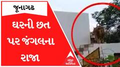 જૂનાગઢઃ જંગલના રાજા ઉતરી રહ્યા છે ઘરની છત પરથી.., જુઓ આ વીડિયો