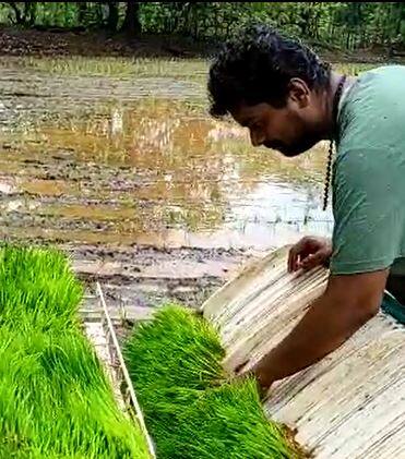 भात लागवड करताना शेतकरी आधुनिक यंत्राचा वापर करत आहेत