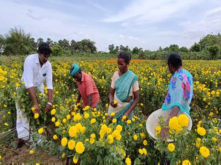 மயிலாடுதுறை: சாமந்திப்பூவிற்கு விளைச்சல் இருந்தும் விலையில்லை - கொள்ளிடம் விவசாயிகள் வேதனை!