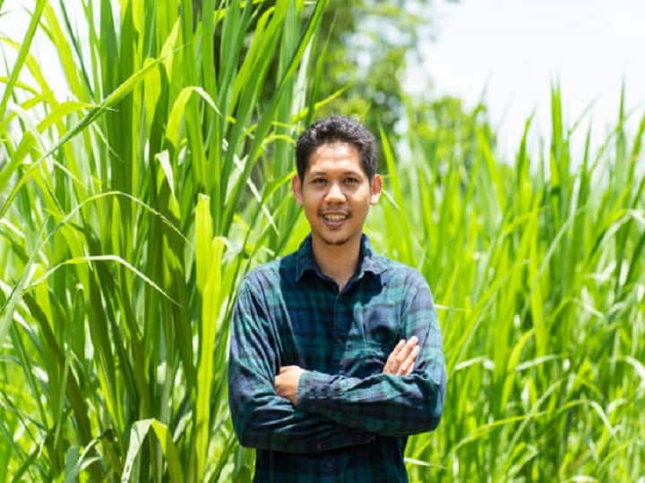 know the process of growing Napier grass looks like sugarcane will increase farmers' income Green Fodder: गन्ने की तरह दिखने वाली ये घास बढ़ायेगी किसानों की आमदनी, जानिये इस बेहतरीन पशु चारे को उगाने का तरीका