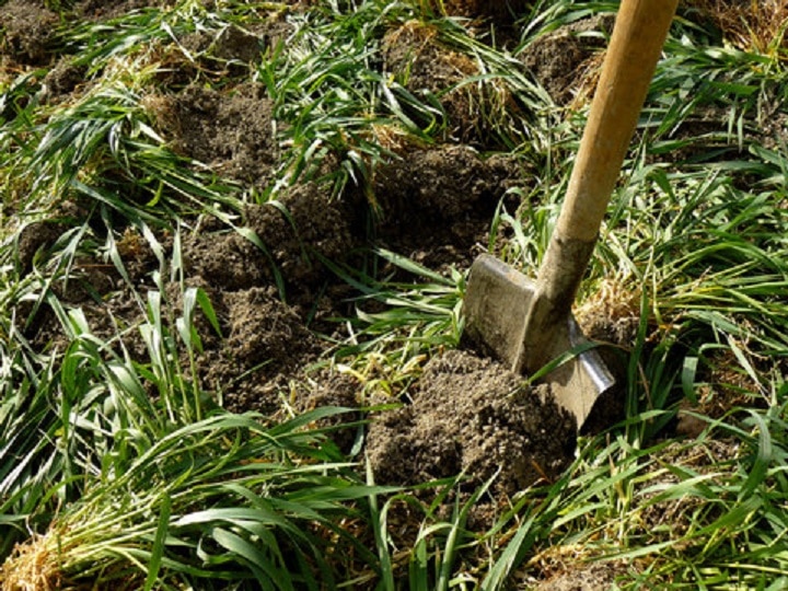 Green Fertilizer: कैमिकल फर्टिलाइजर से भी ज्यादा सस्ती और पावरफुल है ये वाली खाद, मिट्टी के साथ सुधारेगी फसल की क्वालिटी