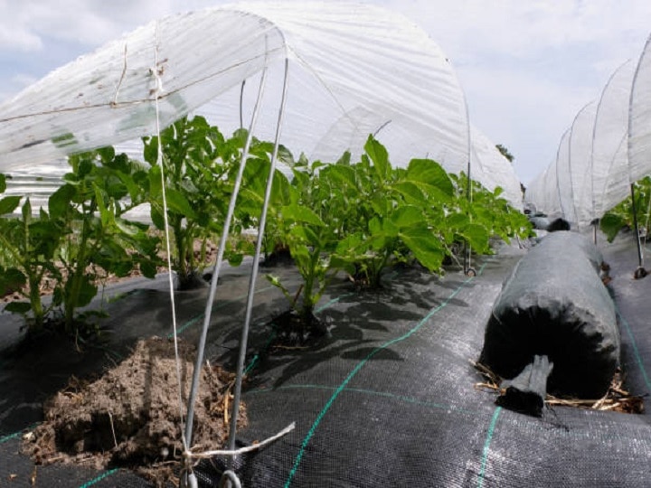 Low Tunnel Farming: पॉली हाउस से भी सस्ती है खेती की ये आधुनिक तकनीक, जानें प्लास्टिक की सुरंग में खेती करने के फायदे