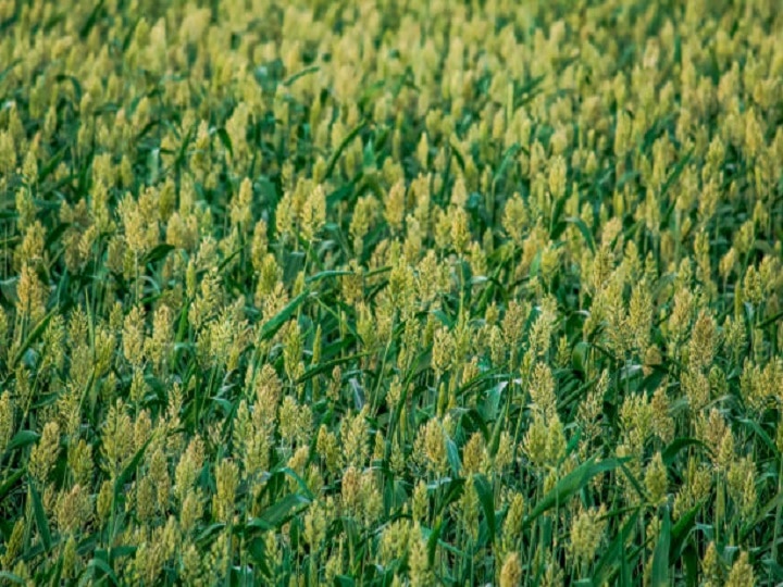 Crop Management: ज्वार की फसल में कीड़ों की दावत न हो जाये, बरसात में इस तरीके से करें फसल प्रबंधन के काम