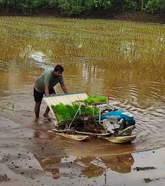प्रथमच भात लावणीसाठी यंत्राचा वापर