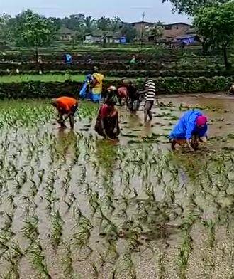 मंडणगड तालुक्यात प्रथमच भात लावणी यंत्राचा वापर