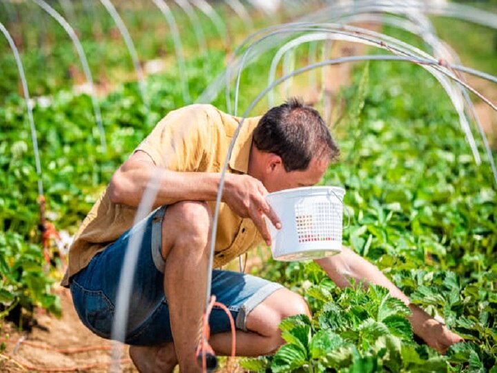 Low Tunnel Farming: पॉली हाउस से भी सस्ती है खेती की ये आधुनिक तकनीक, जानें प्लास्टिक की सुरंग में खेती करने के फायदे