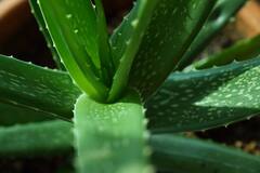 Aloe Vera: চুল-ত্বকের সমস্যার সমাধান থেকে ওজন কমানো, অ্যালোভেরার গুণে মুশকিল আসান