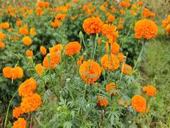 மயிலாடுதுறை: சாமந்திப்பூவிற்கு விளைச்சல் இருந்தும் விலையில்லை - கொள்ளிடம் விவசாயிகள் வேதனை!