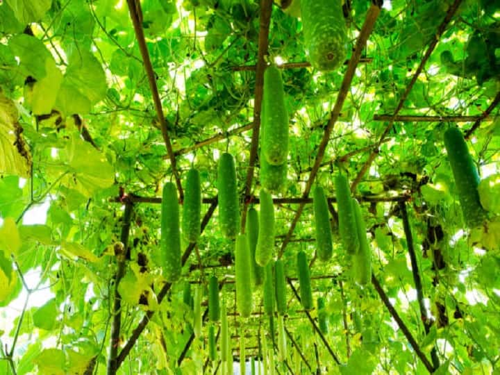 New Farming Technique: बढिया क्वालिटी वाली लंबी लौकी उगाने के लिये ये खास तरीका अपना रहे किसान, आप भी जान लें Farmers adopting Staking methods to grow high quality long bottle gourd New Farming Technique: बढिया क्वालिटी वाली लंबी लौकी उगाने के लिये ये खास तरीका अपना रहे किसान, आप भी जान लें