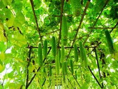 New Farming Technique: बढिया क्वालिटी वाली लंबी लौकी उगाने के लिये ये खास तरीका अपना रहे किसान, आप भी जान लें