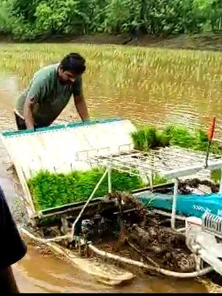 प्रथमच भात लावणीसाठी यंत्राचा वापर