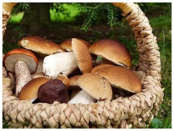 Mushroom Benefits For Health: These tips will help you to check if a mushroom is good or not for health Mushroom Benefits For Health: मशरूम के फायदें जान रह जाएंगे हैरान, जानें कैसे करें इनका सही चयन