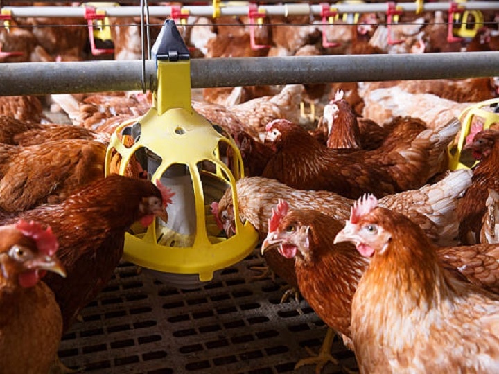 Precaution And Awareness For Poultry Farming During Rainy Monsoon Season To Reduce Infection 