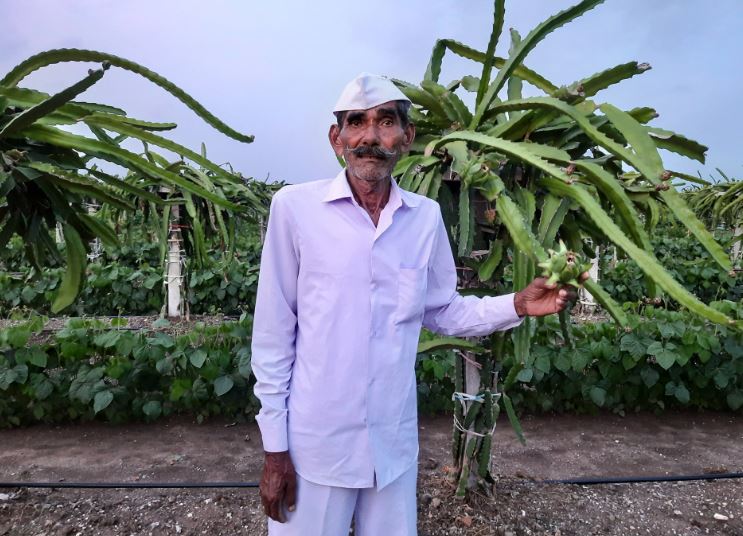 i-Khedut: કમલમ ફળની ખેતી કરતા ગુજરાતના ખેડૂતો માટે ખૂલ્યું આ પોર્ટલ, સહાયની અરજી માટે આ તારીખ પહેલા કરો અરજી