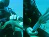 Watch Video: ஸ்கூபா டைவிங் வீரரை ஆரத்தழுவும் ஆக்டோபஸ்..! ஆஸ்கார் விருது வென்ற படத்தை நினைவுபடுத்தும் வீடியோ!