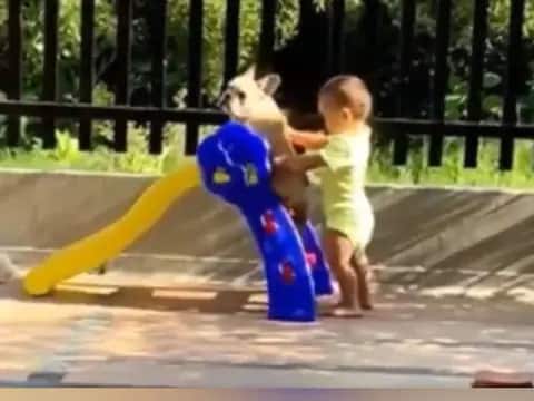with little steps the dog was put on the slide the childs cute bonding with his puppy won the hearts of the people Watch: ਨਿੱਕੇ-ਨਿੱਕੇ ਕਦਮਾਂ ਨਾਲ ਕੁੱਤੇ ਨੂੰ ਸਲਾਈਡ 'ਤੇ ਬਿਠਾਇਆ, ਬੱਚੇ ਦੀ ਪਪੀ ਨਾਲ ਪਿਆਰੀ ਸਾਂਝ ਨੇ ਜਿੱਤਿਆ ਲੋਕਾਂ ਦਾ ਦਿਲ
