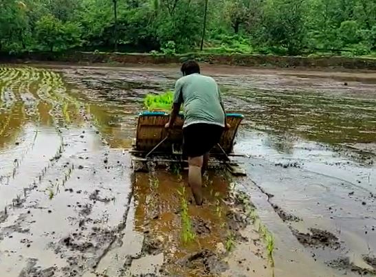 Agriculture News : मंडणगड तालुक्यात प्रथमच भात लावणीसाठी यंत्राचा वापर, शेतकऱ्यांना होणार फायदा