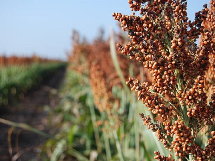 Crop Management: ज्वार की फसल में कीड़ों की दावत न हो जाये, बरसात में इस तरीके से करें फसल प्रबंधन के काम