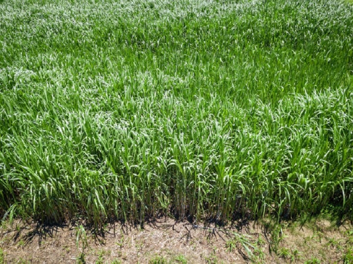 Green Fodder: गन्ने की तरह दिखने वाली ये घास बढ़ायेगी किसानों की आमदनी, जानिये इस बेहतरीन पशु चारे को उगाने का तरीका