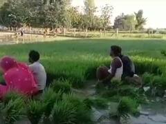 Gonda News: गोंडा में मानसून न आने से सूखे जैसे हालात, किसान परेशान, सरयू किसानों के लिए बनी संजीवनी