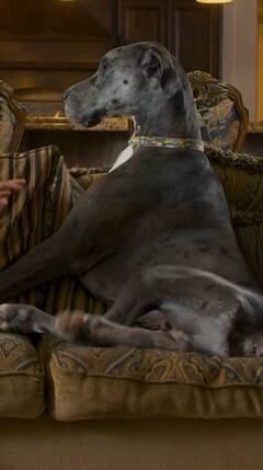World's Tallest Dog : 'झ्युसी' 