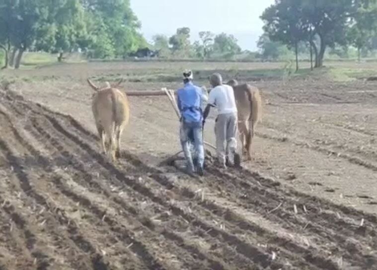 Nandurbar sowing : नंदूरबार जिल्ह्यात समाधानकारक पाऊस, 71 टक्के क्षेत्रावर पेरणी पूर्ण