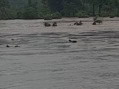 Gadchiroli Rain : गडचिरोलीत पुन्हा दमदार पाऊस, पर्लकोटा नदीला पूर, आलापल्ली भामरागड मार्ग वाहतुकीसाठी बंद