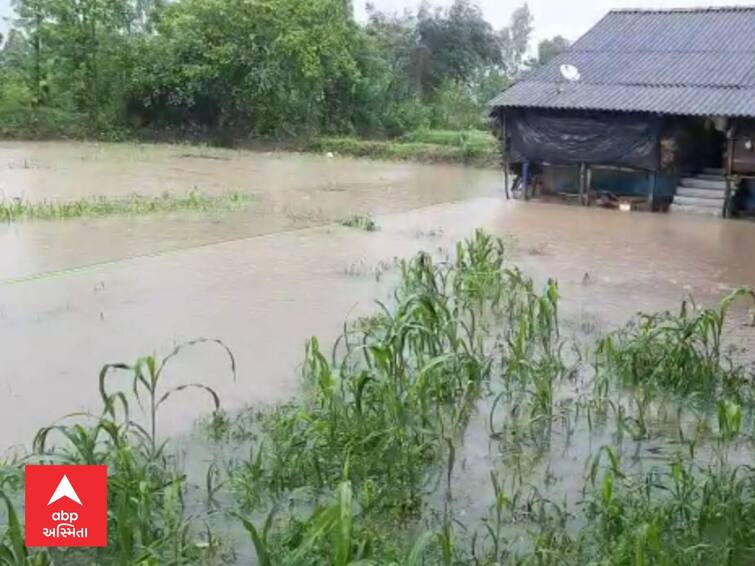 Tapi News  Over 150 hectares damaged due to heavy rains in Tapi district, survey work continues TAPI : તાપી જિલ્લામાં  ભારે વરસાદને કારણે 150થી વધુ હેક્ટરમાં નુકસાન, સર્વેની કામગીરી યથાવત
