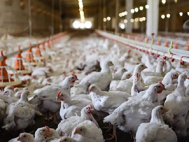 Poultry Farming business give you earning more than rupees 1 lakh every month start  Poultry Farming : कुक्कुटपालनातून प्रत्येक महिन्याला मिळवा एक लाख रुपये, कशी कराल सुरुवात?