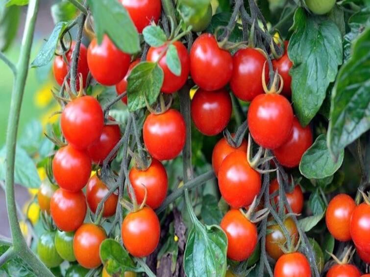 Know about tomato farming by staking technique details inside Tomato Farming: બગડ્યાં વગર હાથોહાથ વેચાઈ જશે ટામેટા, આ ખાસ ટેકનિકથી કરો ખેતી