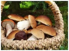 Mushroom Benefits For Health : ਖੁੰਬਾਂ ਦੇ ਫਾਇਦੇ ਜਾਣ ਕੇ ਰਹਿ ਜਾਵੋਗੇ ਹੈਰਾਨ, ਜਾਣੋ ਕਿਵੇਂ ਕਰੀਏ ਇਨ੍ਹਾਂ ਦੀ ਸਹੀ ਚੋਣ