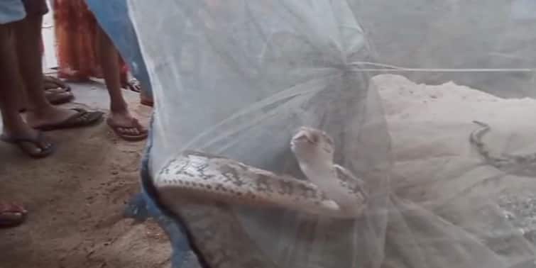 West Burdwan News Big Pythons snake caught in fishing net in Durgapur Durgapur News: মাছের বদলে জালে উঠল বিশালকার ময়াল সাপ !