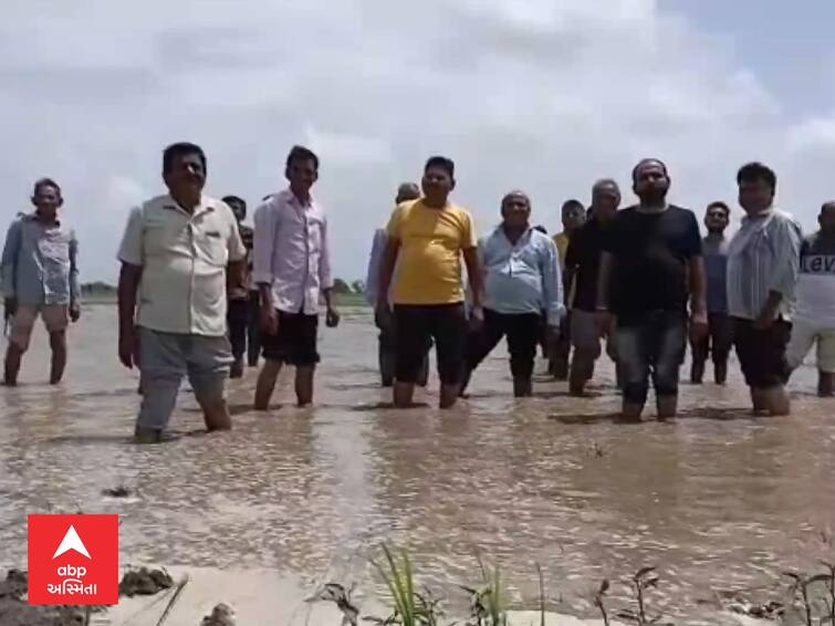 Vadodara News In Padra taluka of Vadodara district, the water of Dhadhar river inundated the fields VADODARA : પાદરામાં ઢાઢર નદીના પાણી ખેતરોમાં ફરી વળ્યાં, ગોઠણસમાં પાણી ભરાતા ખેડૂતોને મોટું નુકસાન, જુઓ વિડીયો