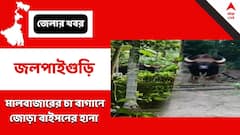 Jalpaiguri: চা বাগানে বাইসনের তাণ্ডব, জখম একাধিক