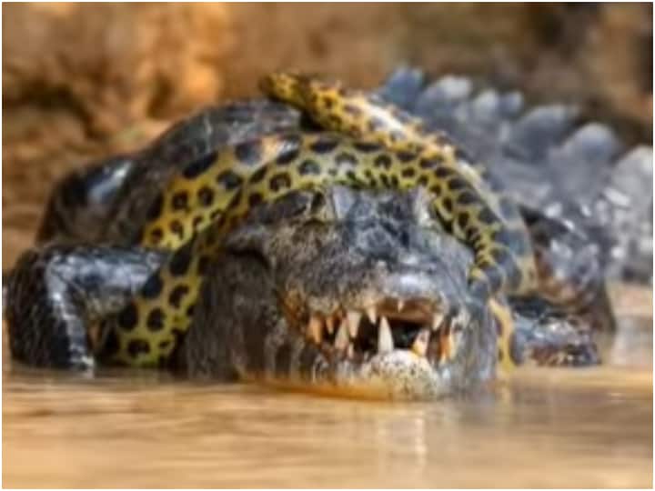 Trending Video: मगरमच्छ पर लिपटा विशालकाय एनाकोंडा, 40 मिनट तक चला संघर्ष Giant Anaconda Wrapped Around Alligator video viral on social media Trending Video: मगरमच्छ पर लिपटा विशालकाय एनाकोंडा, 40 मिनट तक चला संघर्ष