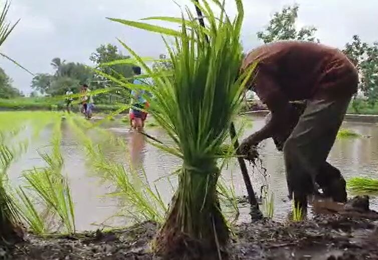 Nandurbar sowing : नंदूरबार जिल्ह्यात समाधानकारक पाऊस, 71 टक्के क्षेत्रावर पेरणी पूर्ण